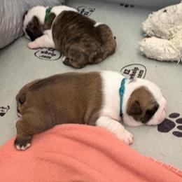 Ginny Weasley - Teal Collar - Fawn and white female Bulldog puppy in Krum, Texas from K & K Little Blessings