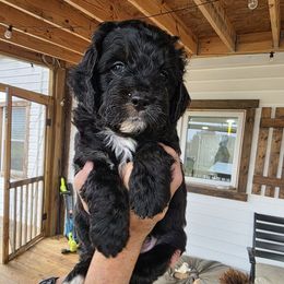Song - Black and white male Bernedoodle puppy in Massanutten, Virginia from Doting Doodles