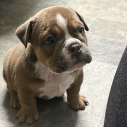 Mocha - Lilac tri-color female Bulldog puppy in Medical Lake, Washington from Back Forty Boxers and Old English Bulldogs