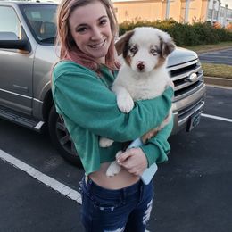 Australian Shepherd Puppies from Covenant View Farm Australian Shepherds