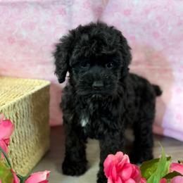 Norra Blk girl Lt pink - Black female Cockapoo puppy in Haines City, Florida from Camic Cockapoos