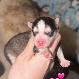 Raven - Black and white female Pomsky puppy in Centerville, Iowa from LJ Kennels Pomskies, LLC