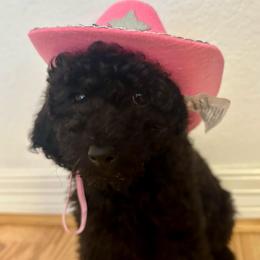 Perrine - Black female Goldendoodle puppy in Bentonville, Arkansas from Bentonville Doodles