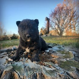Tsunami - Black female Siberian Husky puppy in Addison, Michigan from Gray Run Siberian Huskies