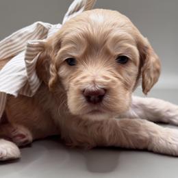Henry - Buff male Cockapoo puppy in Claremont, North Carolina from Magnolia Grove Farms