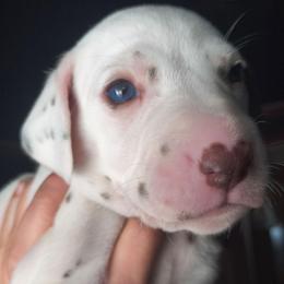 Velvette (Emerald Collar Female) LUA test pending - White and liver brown female Dalmatian puppy in Raymondville, Missouri from Wagner's Dalmatian's