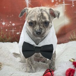 Yukon - Fawn brindled black male Chihuahua puppy in Lee Center, New York from Alfheim-Andromeda Chihuahua's (A &A's)