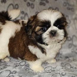 GIRL 1 - Gold and white female Shih Tzu puppy in Dixon, Illinois from Sharon's Pups