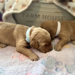 Golden Retriever Puppies from Sunshine Mountain Retrievers