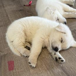 Girl 2 - White female Berger Blanc Suisse puppy in Valparaiso, Indiana from Foreman’s White Swiss Shepherds