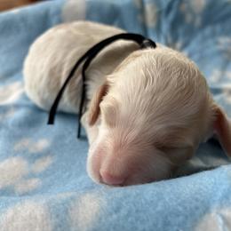 Stormy - Red and white female Cockapoo puppy in Adrian, Oregon from ApplebyFarm