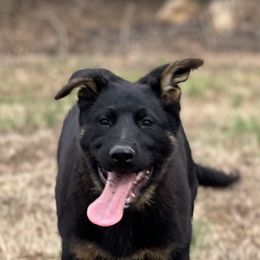 Boy 3 - German Shepherd puppy in Villa Rica, Georgia from Von Wolf GSD’S