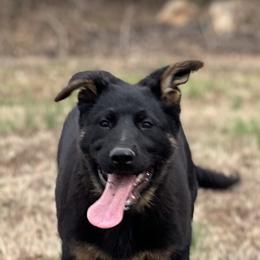 Boy 3 - German Shepherd puppy in Villa Rica, Georgia from Von Wolf GSD’S