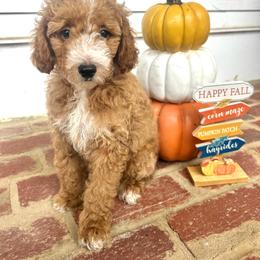 AKC BENJAMIN (red collar) - Red  male Poodle puppy in Dallas, Georgia from West Cobb Dogs