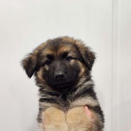 Boy 1 - Black and cream German Shepherd puppy in Ocala, Florida from Guardian Shepherds