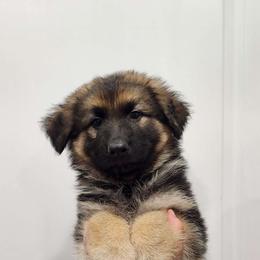 Boy 1 - Black and cream German Shepherd puppy in Ocala, Florida from Guardian Shepherds