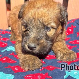 Fish - Wheaten male Soft Coated Wheaten Terrier puppy in Gladewater, Texas from Felicias Swheaties