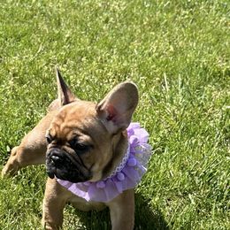 French Bulldog Puppies from M&M frenchies
