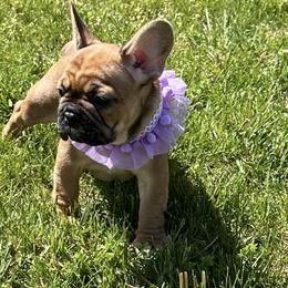 French Bulldog Puppies from M&M frenchies