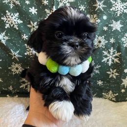 Benny - Black and white male Shih Tzu puppy in Hemet, California from Aloha Shih Tzu