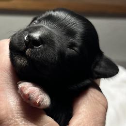 Billy (green collar) - Black male Miniature Schnauzer puppy in Port Orchard, Washington from Silver Bells Miniature Schnauzers