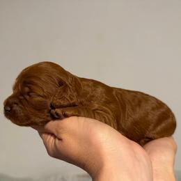 Pippi - Red female Cockapoo puppy in Fortuna, California from Dalton Poodles and Doodles