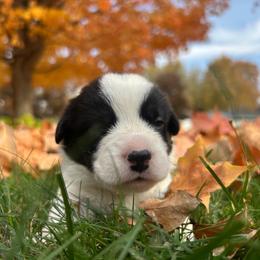 Púca (Poo-ka) - Black and white female Cardigan Welsh Corgi puppy in Clio, Michigan from Old Oak Cardigans