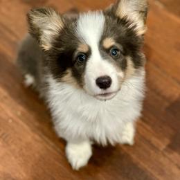 Yellow Collar Girl Marigold - Blue female Pembroke Welsh Corgi puppy in Paris, Kentucky from Flat Run Corgis