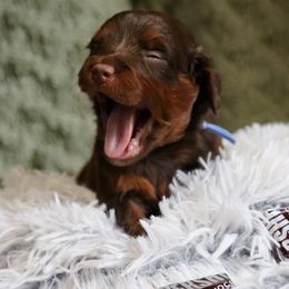 Hershey - Red phantom Aussiedoodle puppy in Mouth Of Wilson, Virginia from HoneyBunn Doodle Co.
