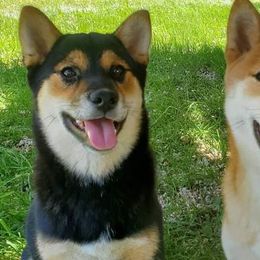 Shiba Inu from Homestead Shibas