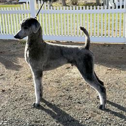 Bram - Poodle