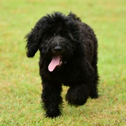 Sheepadoodle Puppies from Riley Grace Puppies