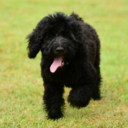 Sheepadoodle Puppies from Riley Grace Puppies