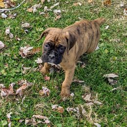 Boxer and Shih Tzu Puppies from Super City Kennels