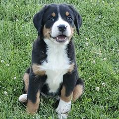 Greater Swiss Mountain Dogs and Labrador Retrievers from Donough Haven Labradors and GSMD