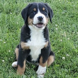 Greater Swiss Mountain Dogs and Labrador Retrievers from Donough Haven Labradors and GSMD