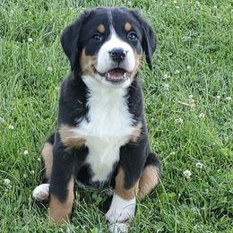 Greater Swiss Mountain Dogs and Labrador Retrievers from Donough Haven Labradors and GSMD