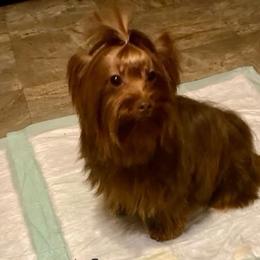 Cookie - Yorkshire Terrier