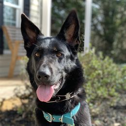 Venture - German Shepherd