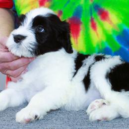 Tia - Black and white female Portuguese Water Dog puppy in Beatrice, Nebraska from Success Portuguese Water Dogs