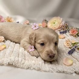 Kiara - Cream female Dachshund puppy in Sheridan, Arkansas from Farmhouse Dachshunds