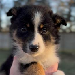 Ranger - Boy 3 - Black tri male Miniature Australian Shepherd puppy in Murfreesboro, Tennessee from Norby's Mini Aussies