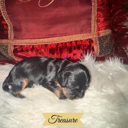 Treasure - Black and tan female Cavalier King Charles Spaniel puppy in Broken Arrow, Oklahoma from Cavalier King Charles Heartland