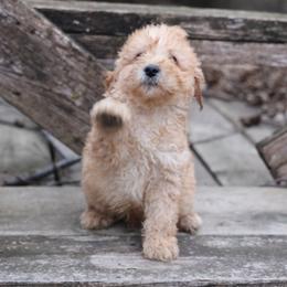 Kirk - Cream male Whoodle puppy in West Bend, Iowa from Blue Skies Terriers