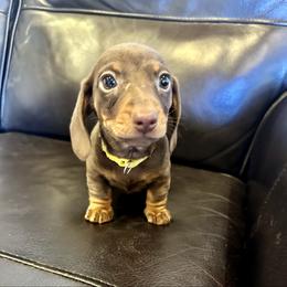 Maisy - Chocolate and tan female Dachshund puppy in Carrollton, Illinois from Kelly's Doxies