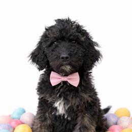 Millie - Parti female Goldendoodle puppy in Warrensburg, Missouri from Supreme Doodles