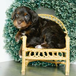Jamie - male Australian Mountain Doodle puppy in Spanish Fork, Utah from K Brand Doodles