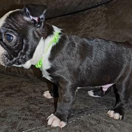 Boy 3 - Black and white male Boston Terrier puppy in Harrodsburg, Kentucky from Joey's Boston Terriers