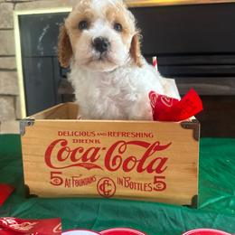 Sam - Red and white male Cockapoo puppy in Holton, Indiana from MoonShine Babies