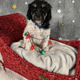 Blue - Parti male Poodle puppy in Ponce De Leon, Florida from Above the Standard Dogs